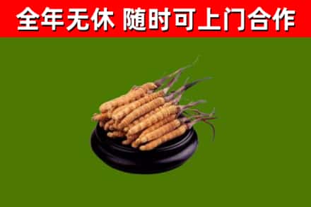 焉耆县烟酒回收冬虫夏草.jpg